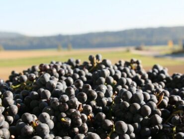 Traubenanlieferung Herbst 2019 Rimuss & Strada Wein AG